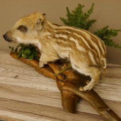 Frischling Ganzpräparat Höhe 26 cm auf Holz Wildschwein Präparat Deko 34.2.32