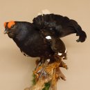 Birkhahn Hahn Ganzpräparat Präparat Höhe 70 cm mit Herkunftsnachweis 90.2.17