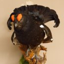 Birkhahn Hahn Ganzpräparat Präparat Höhe 70 cm mit Herkunftsnachweis 90.2.17