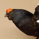 Birkhahn Hahn Ganzpräparat Präparat Höhe 70 cm mit Herkunftsnachweis 90.2.17