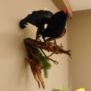 Birkhahn Hahn Ganzpräparat Präparat Höhe 70 cm mit Herkunftsnachweis 90.2.17