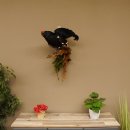 Birkhahn Hahn Ganzpräparat Präparat Höhe 70 cm mit Herkunftsnachweis 90.2.17