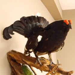 Birkhahn Hahn Ganzpräparat Präparat Höhe 70 cm mit Herkunftsnachweis 90.2.17