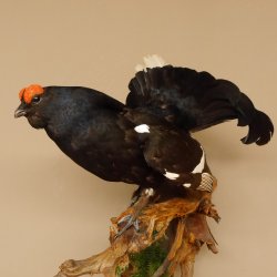 Birkhahn Hahn Ganzpräparat Präparat Höhe 70 cm mit Herkunftsnachweis 90.2.17