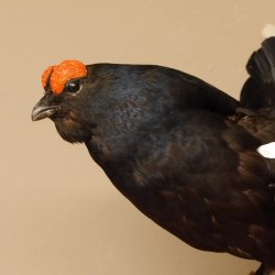 Birkhahn Hahn Ganzpräparat Präparat Höhe 70 cm mit Herkunftsnachweis 90.2.17