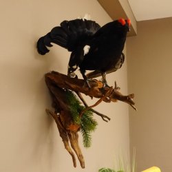 Birkhahn Hahn Ganzpräparat Präparat Höhe 70 cm mit Herkunftsnachweis 90.2.17