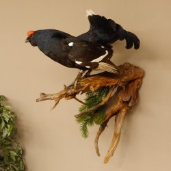 Birkhahn Hahn Ganzpräparat Präparat Höhe 70 cm mit Herkunftsnachweis 90.2.17