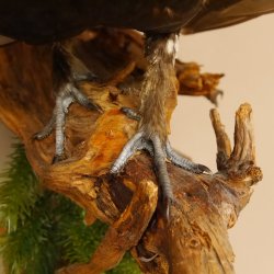 Birkhahn Hahn Ganzpräparat Präparat Höhe 70 cm mit Herkunftsnachweis 90.2.17