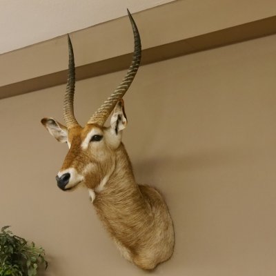 Wasserbock (Kobus ellipsiprymnus) HL 68 cm Haupt Kopf Schulter Präparat