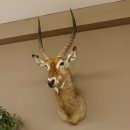 Wasserbock (Kobus ellipsiprymnus) HL 68 cm Haupt Kopf Schulter Präparat