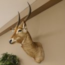 Wasserbock (Kobus ellipsiprymnus) HL 68 cm Haupt Kopf Schulter Präparat