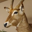 Wasserbock (Kobus ellipsiprymnus) HL 68 cm Haupt Kopf Schulter Präparat