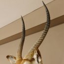 Wasserbock (Kobus ellipsiprymnus) HL 68 cm Haupt Kopf Schulter Präparat