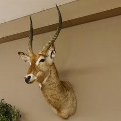 Wasserbock (Kobus ellipsiprymnus) HL 68 cm Haupt Kopf Schulter Präparat