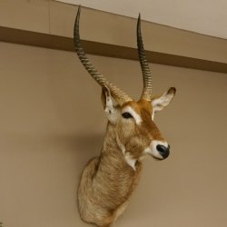 Wasserbock (Kobus ellipsiprymnus) HL 68 cm Haupt Kopf Schulter Präparat