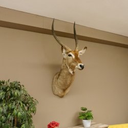Wasserbock (Kobus ellipsiprymnus) HL 68 cm Haupt Kopf Schulter Präparat