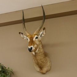 Wasserbock (Kobus ellipsiprymnus) HL 68 cm Haupt Kopf Schulter Präparat