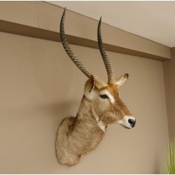 Wasserbock (Kobus ellipsiprymnus) HL 68 cm Haupt Kopf Schulter Präparat