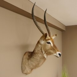 Wasserbock (Kobus ellipsiprymnus) HL 68 cm Haupt Kopf Schulter Präparat