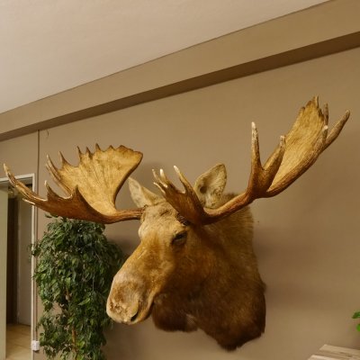 Elch Kopf Kamtschatka (Breite 180 cm) KAPITAL Elchkopf Schulter Präparat Trophäe taxidermy