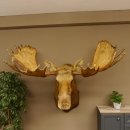 Elch Kopf Kamtschatka (Breite 180 cm) KAPITAL Elchkopf Schulter Präparat Trophäe taxidermy