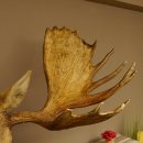 Elch Kopf Kamtschatka (Breite 180 cm) KAPITAL Elchkopf Schulter Präparat Trophäe taxidermy