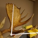 Elch Kopf Kamtschatka (Breite 180 cm) KAPITAL Elchkopf Schulter Präparat Trophäe taxidermy