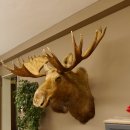 Elch Kopf Kamtschatka (Breite 180 cm) KAPITAL Elchkopf Schulter Präparat Trophäe taxidermy