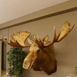 Elch Kopf Kamtschatka (Breite 180 cm) KAPITAL Elchkopf Schulter Präparat Trophäe taxidermy