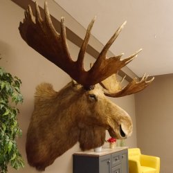 Elch Kopf Kamtschatka (Breite 180 cm) KAPITAL Elchkopf Schulter Präparat Trophäe taxidermy