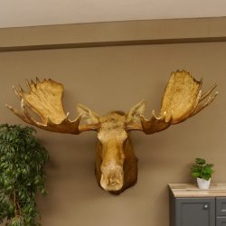 Elch Kopf Kamtschatka (Breite 180 cm) KAPITAL Elchkopf Schulter Präparat Trophäe taxidermy