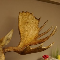 Elch Kopf Kamtschatka (Breite 180 cm) KAPITAL Elchkopf Schulter Präparat Trophäe taxidermy