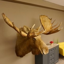 Elch Kopf Kamtschatka (Breite 180 cm) KAPITAL Elchkopf Schulter Präparat Trophäe taxidermy