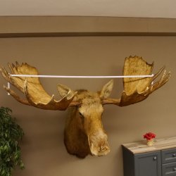 Elch Kopf Kamtschatka (Breite 180 cm) KAPITAL Elchkopf Schulter Präparat Trophäe taxidermy