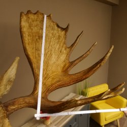 Elch Kopf Kamtschatka (Breite 180 cm) KAPITAL Elchkopf Schulter Präparat Trophäe taxidermy