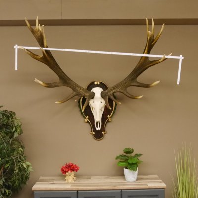 Rothirschgeweih unger. 24 ender hochkapitaler Hirsch Hhe 115 cm Stangen  Hirschgeweih Barockschild