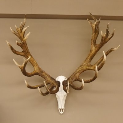Rothirschgeweih 32 ender kapitaler Hirsch Monsterhirsch Höhe 115 cm Stangen Hirschgeweih
