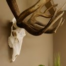 Rothirschgeweih 32 ender kapitaler Hirsch Monsterhirsch Höhe 115 cm Stangen Hirschgeweih