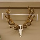 Rothirschgeweih 32 ender kapitaler Hirsch Monsterhirsch Höhe 115 cm Stangen Hirschgeweih