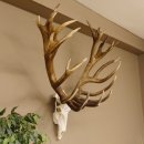 Rothirschgeweih 32 ender kapitaler Hirsch Monsterhirsch Höhe 115 cm Stangen Hirschgeweih