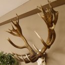 Rothirschgeweih 32 ender kapitaler Hirsch Monsterhirsch Höhe 115 cm Stangen Hirschgeweih