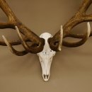 Rothirschgeweih 32 ender kapitaler Hirsch Monsterhirsch Höhe 115 cm Stangen Hirschgeweih