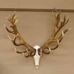 Rothirschgeweih 32 ender kapitaler Hirsch Monsterhirsch Höhe 115 cm Stangen Hirschgeweih