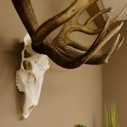 Rothirschgeweih 32 ender kapitaler Hirsch Monsterhirsch Höhe 115 cm Stangen Hirschgeweih