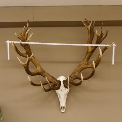 Rothirschgeweih 32 ender kapitaler Hirsch Monsterhirsch Höhe 115 cm Stangen Hirschgeweih