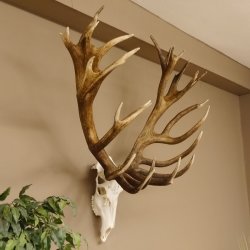 Rothirschgeweih 32 ender kapitaler Hirsch Monsterhirsch Höhe 115 cm Stangen Hirschgeweih
