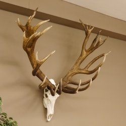 Rothirschgeweih 32 ender kapitaler Hirsch Monsterhirsch Höhe 115 cm Stangen Hirschgeweih