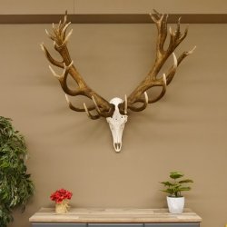 Rothirschgeweih 32 ender kapitaler Hirsch Monsterhirsch Höhe 115 cm Stangen Hirschgeweih