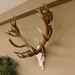 Rothirschgeweih 32 ender kapitaler Hirsch Monsterhirsch Höhe 115 cm Stangen Hirschgeweih