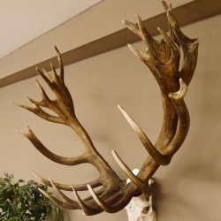 Rothirschgeweih 32 ender kapitaler Hirsch Monsterhirsch Höhe 115 cm Stangen Hirschgeweih